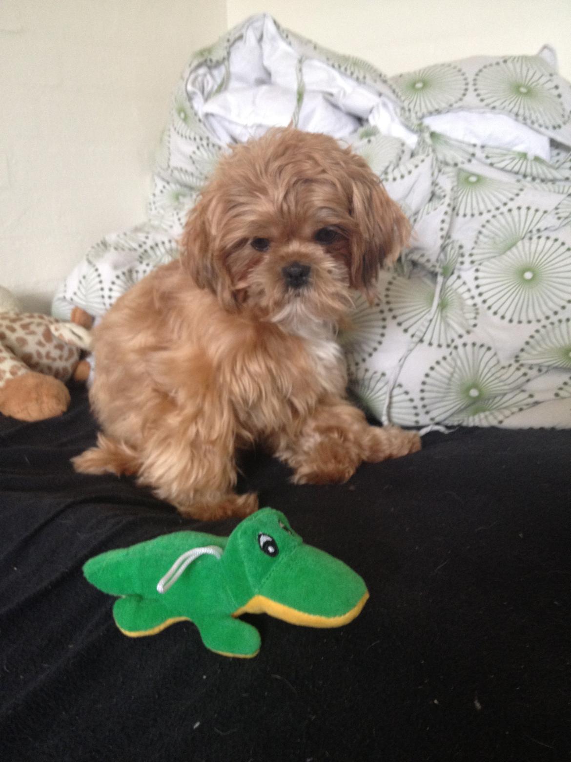 Shih tzu Mille billede 2