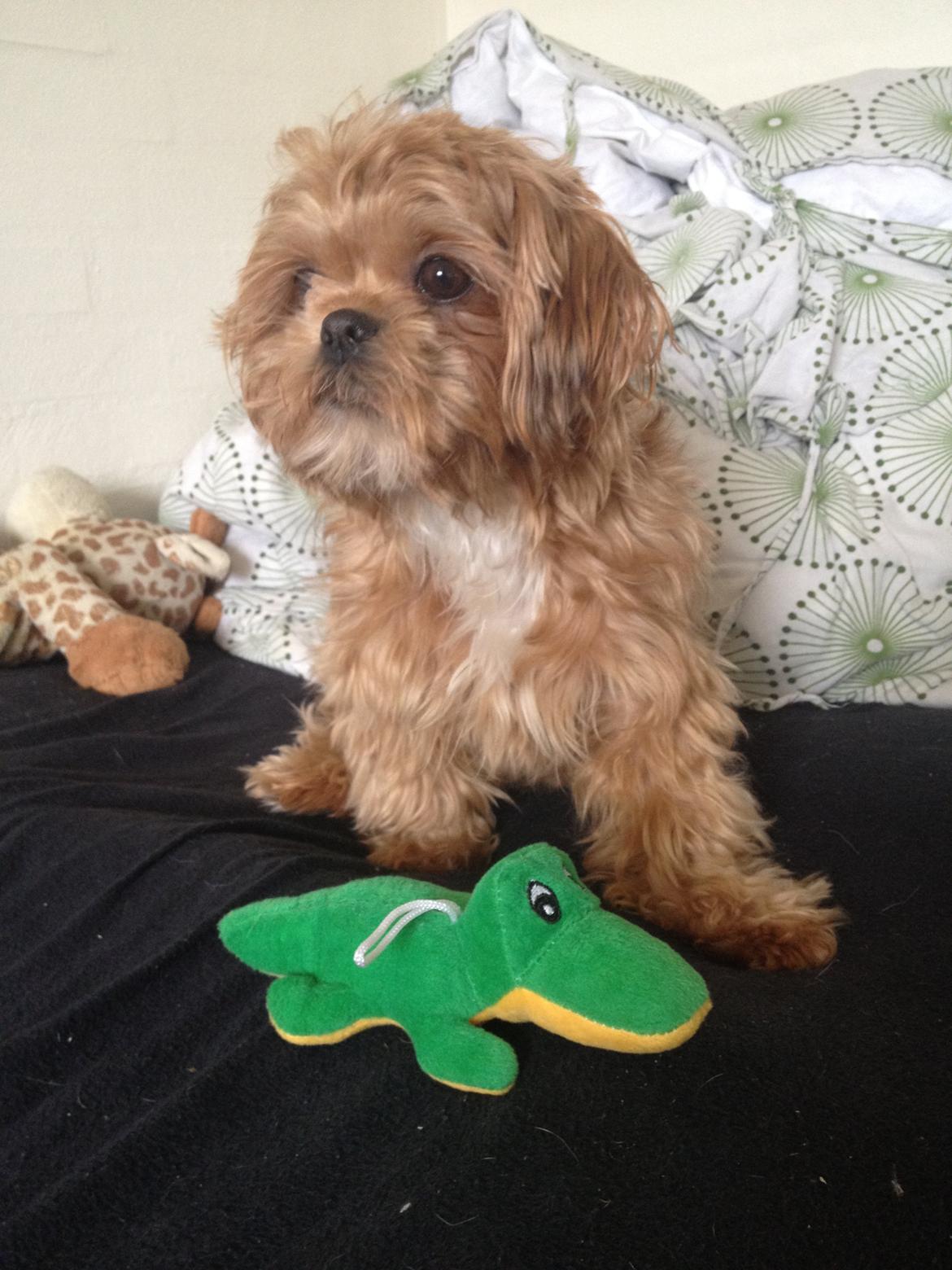 Shih tzu Mille billede 3