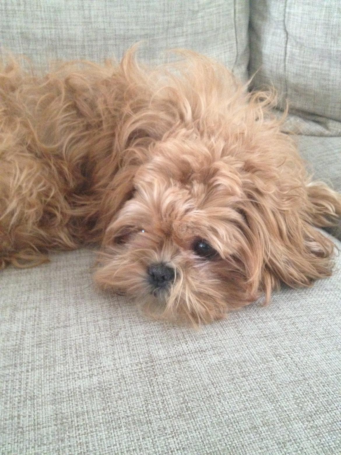 Shih tzu Mille billede 4