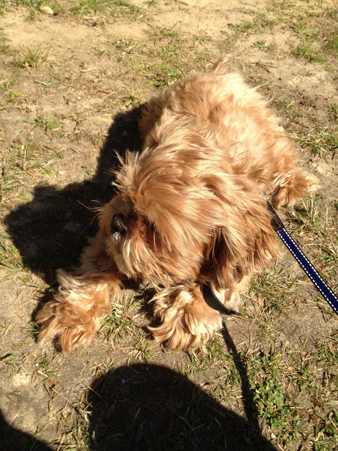 Shih tzu Mille billede 5