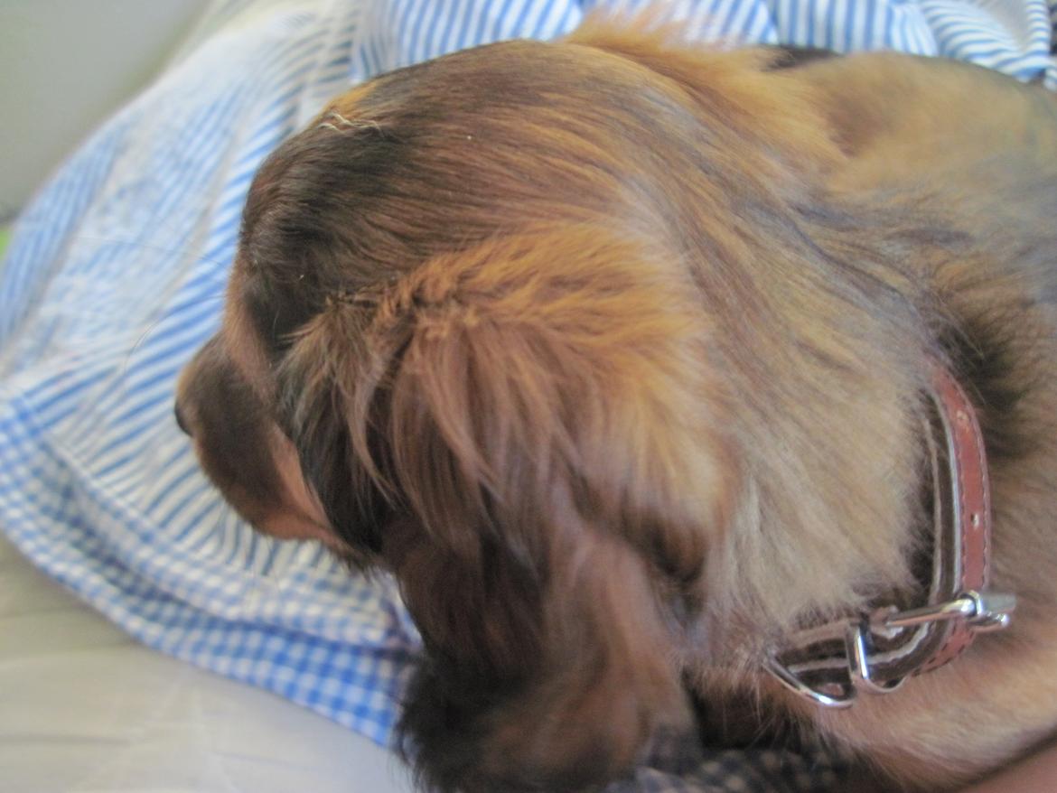 Dværggravhund Lillebror Kenei billede 3