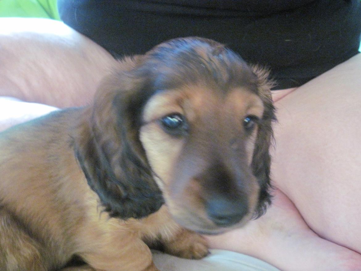 Dværggravhund Lillebror Kenei billede 5