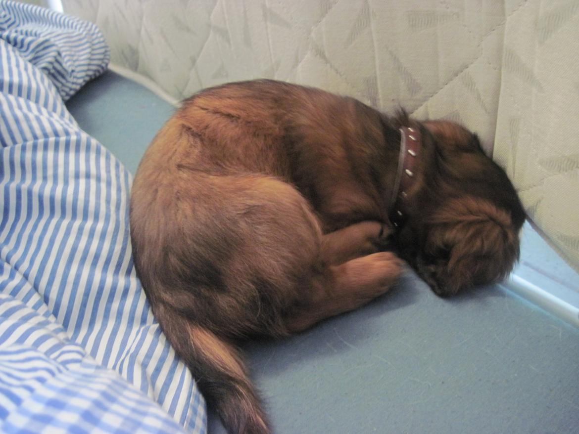 Dværggravhund Lillebror Kenei billede 6