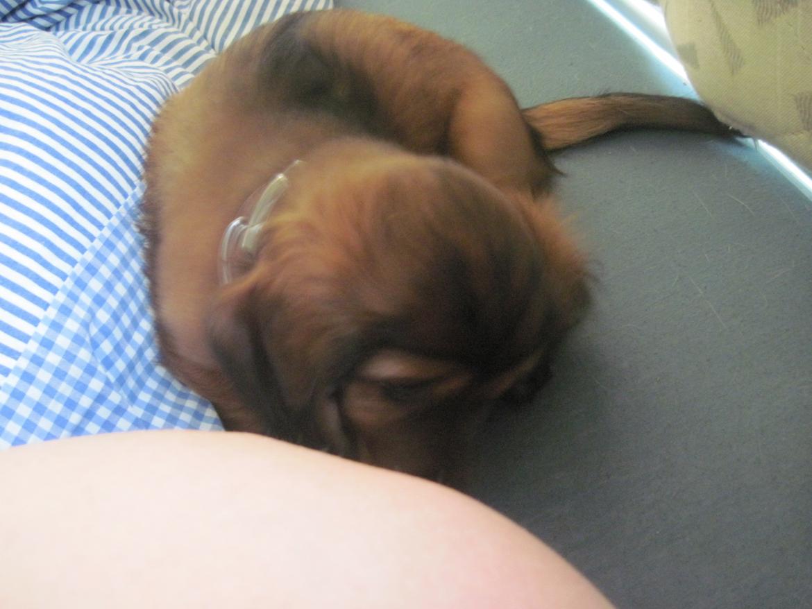 Dværggravhund Lillebror Kenei billede 8