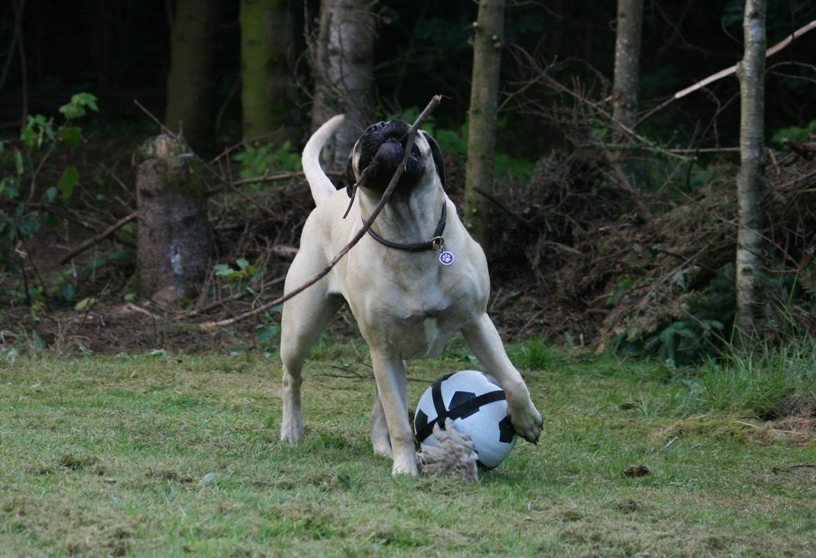 Bullmastiff Raya (Bullgrin's 'N Librrani No Mercy) - 8½ måned billede 16