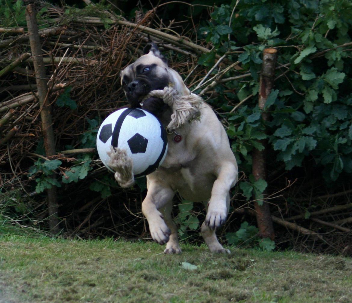 Bullmastiff Raya (Bullgrin's 'N Librrani No Mercy) - 8½ måned billede 5