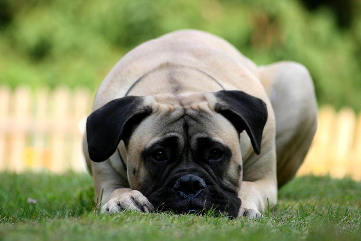 Bullmastiff Raya (Bullgrin's 'N Librrani No Mercy) - 8½ måned billede 17