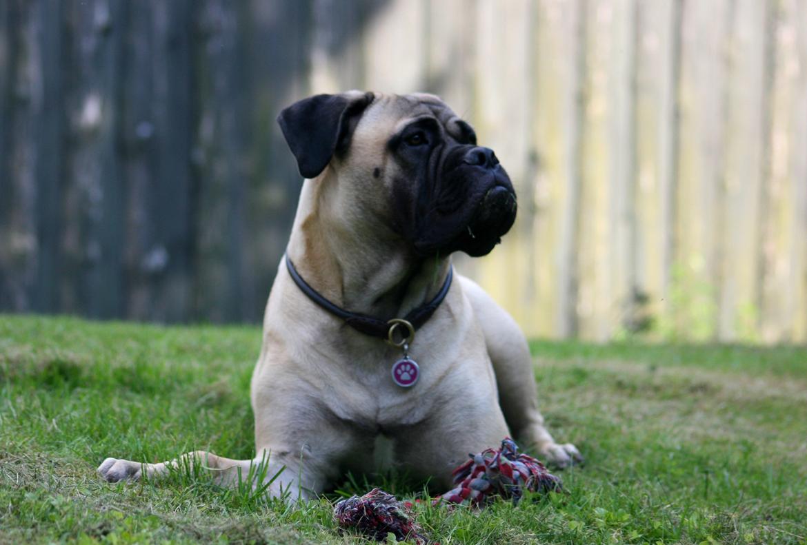 Bullmastiff Raya (Bullgrin's 'N Librrani No Mercy) - 8½ måned billede 12