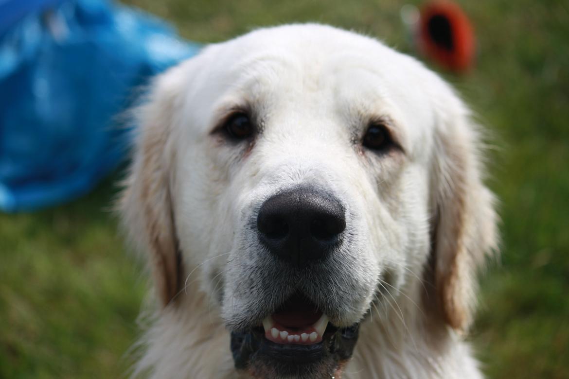 Golden retriever Rasmus billede 1