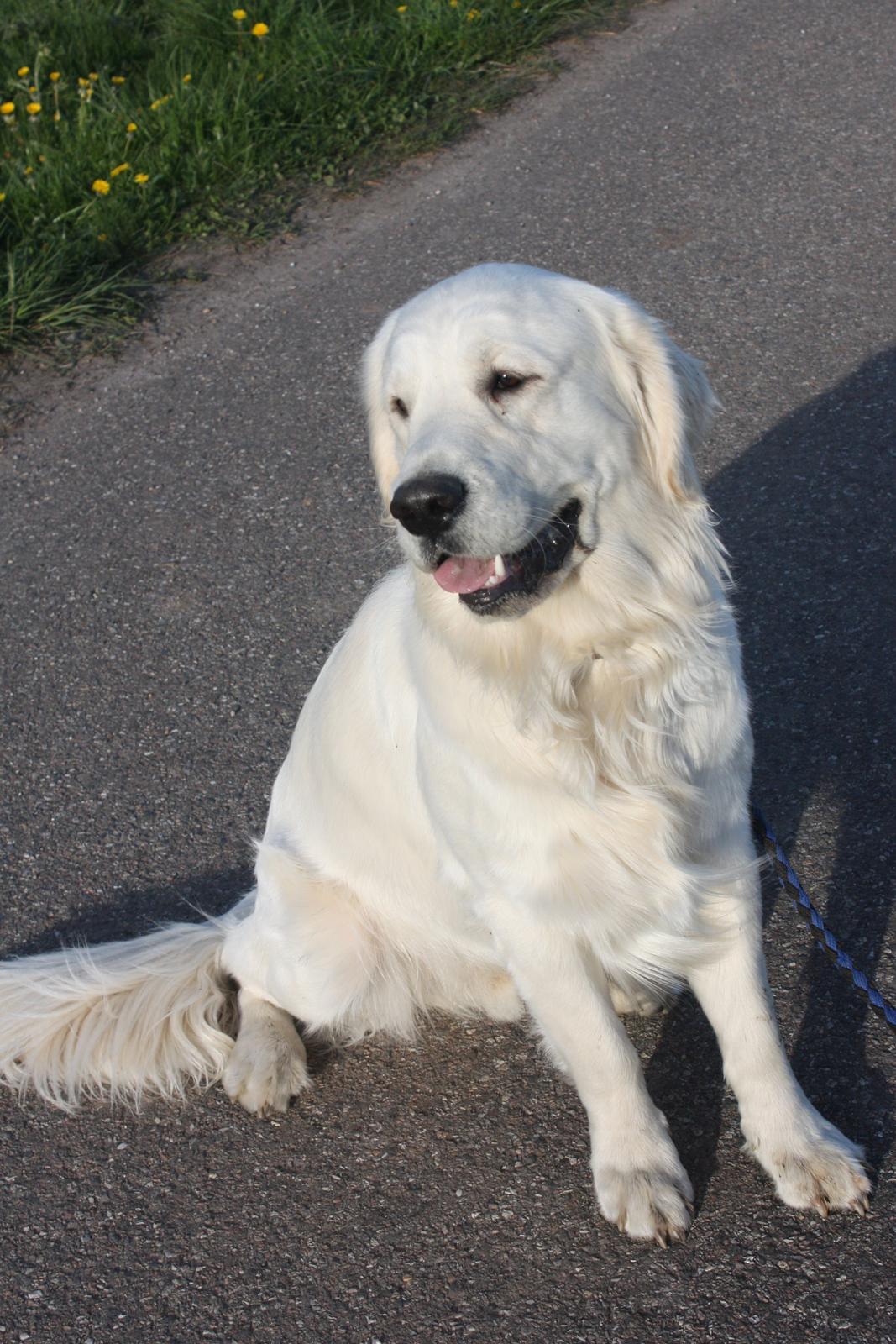 Golden retriever Rasmus billede 2