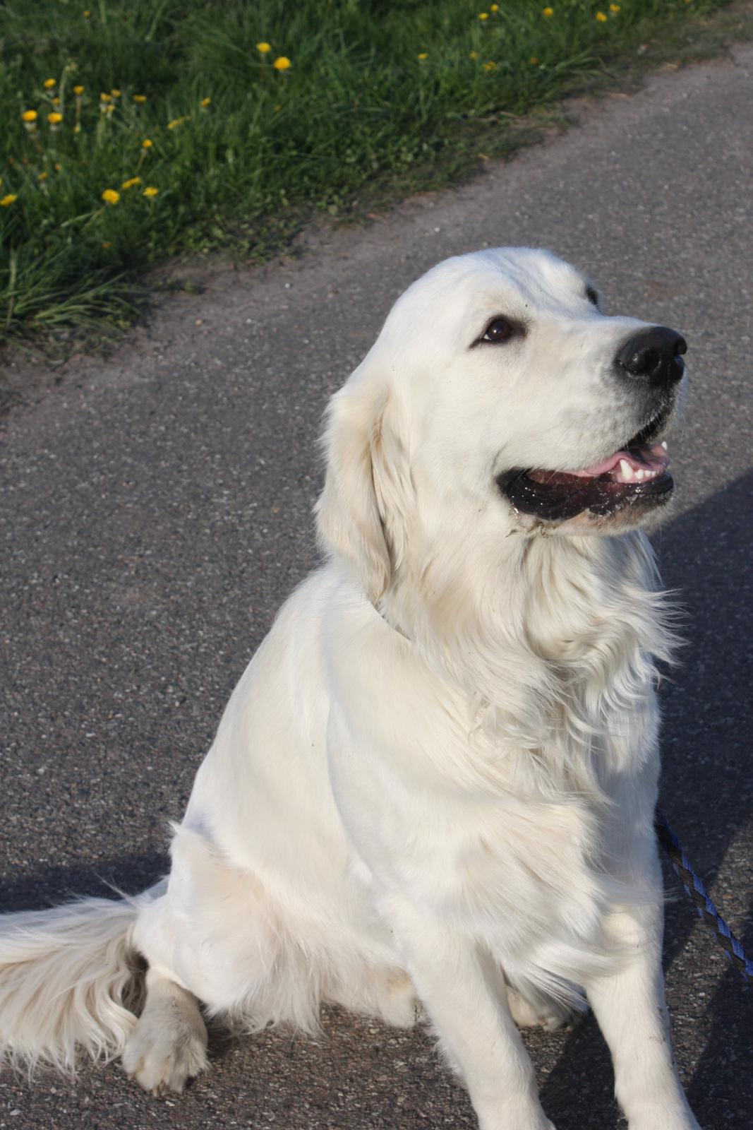 Golden retriever Rasmus billede 3