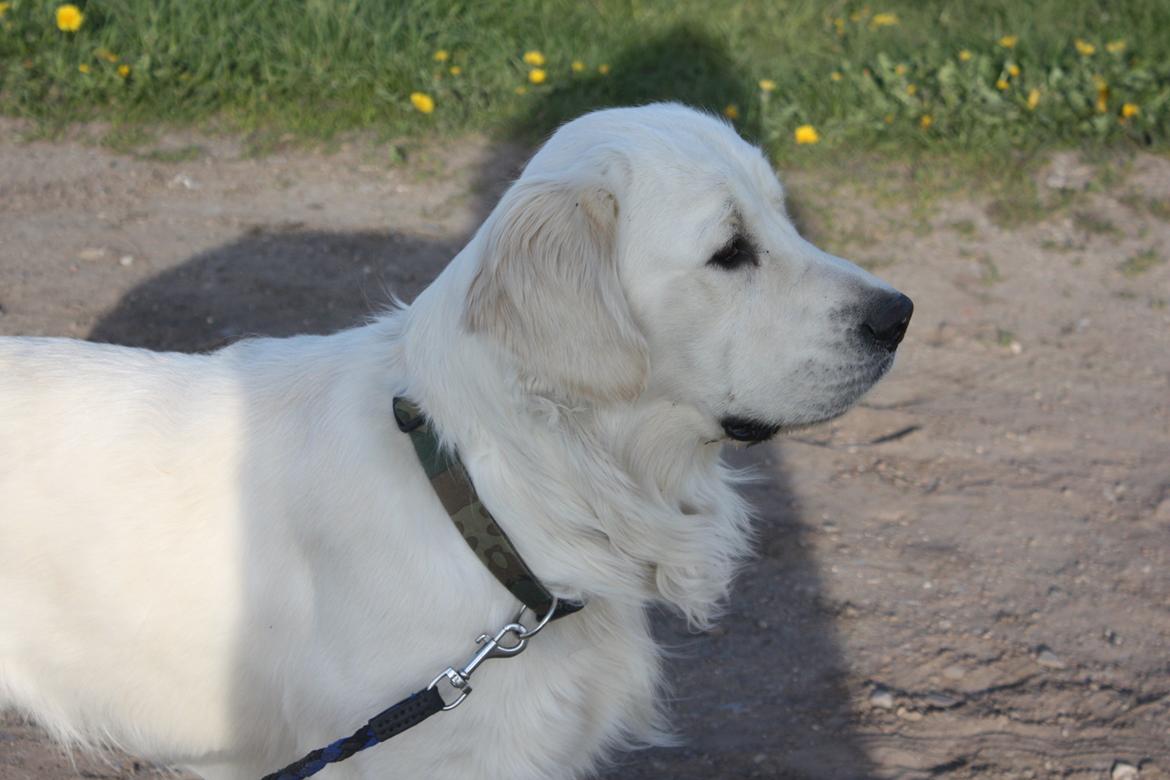 Golden retriever Rasmus billede 4
