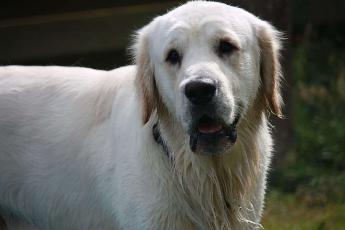 Golden retriever Rasmus billede 5