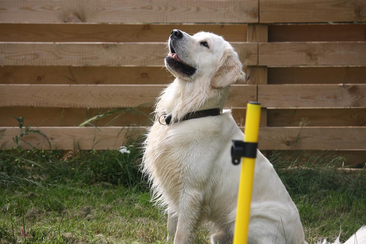 Golden retriever Rasmus billede 6
