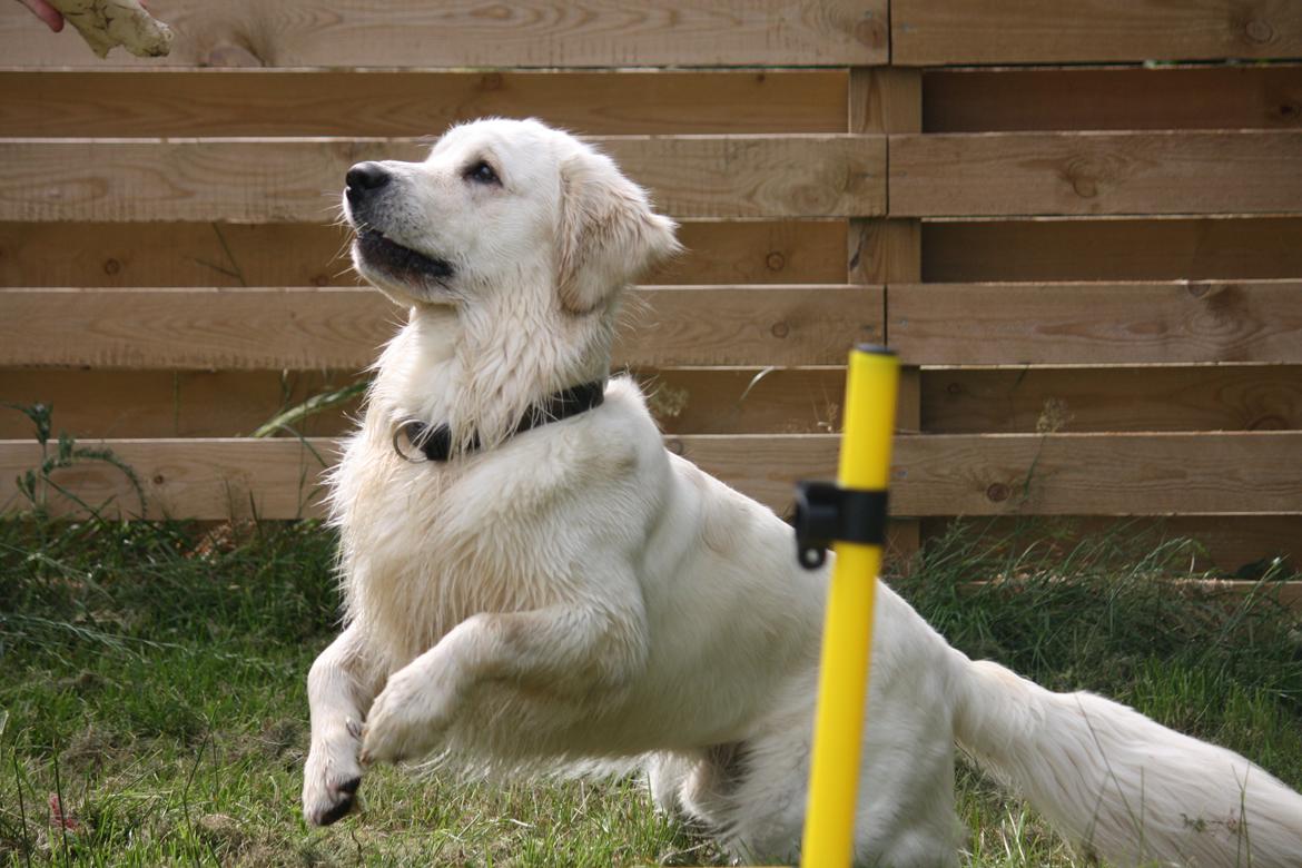 Golden retriever Rasmus billede 7