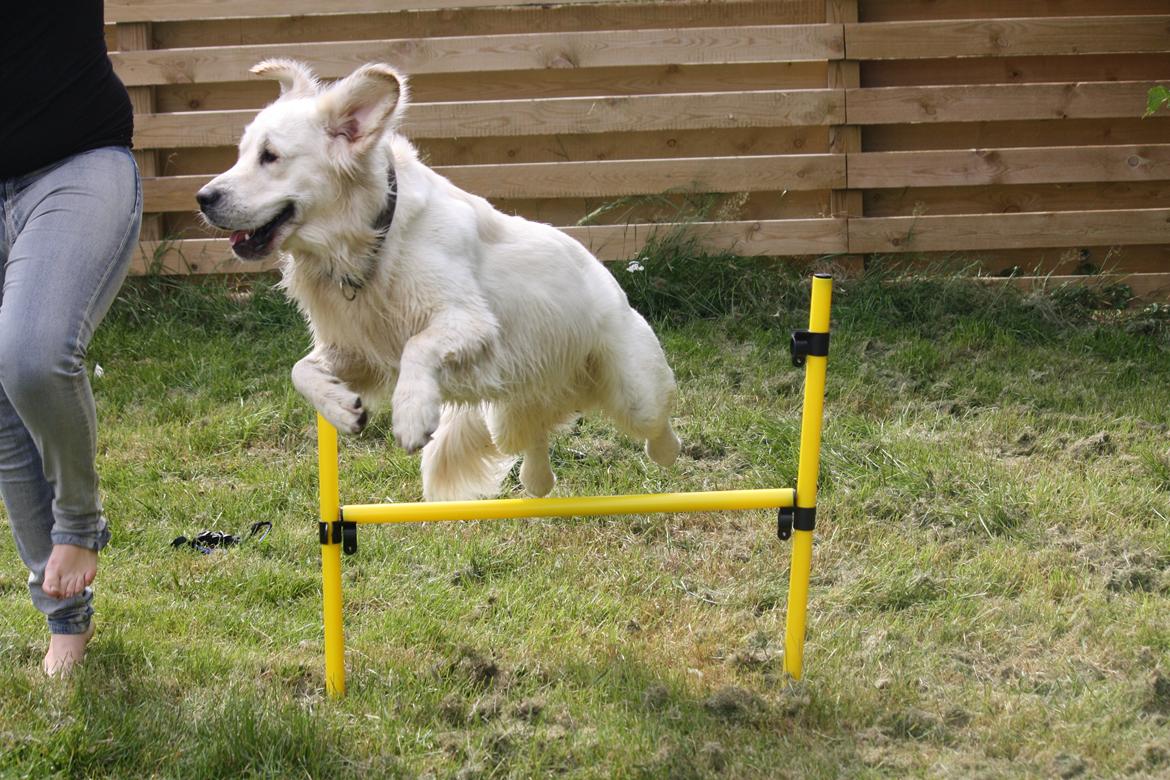 Golden retriever Rasmus billede 8