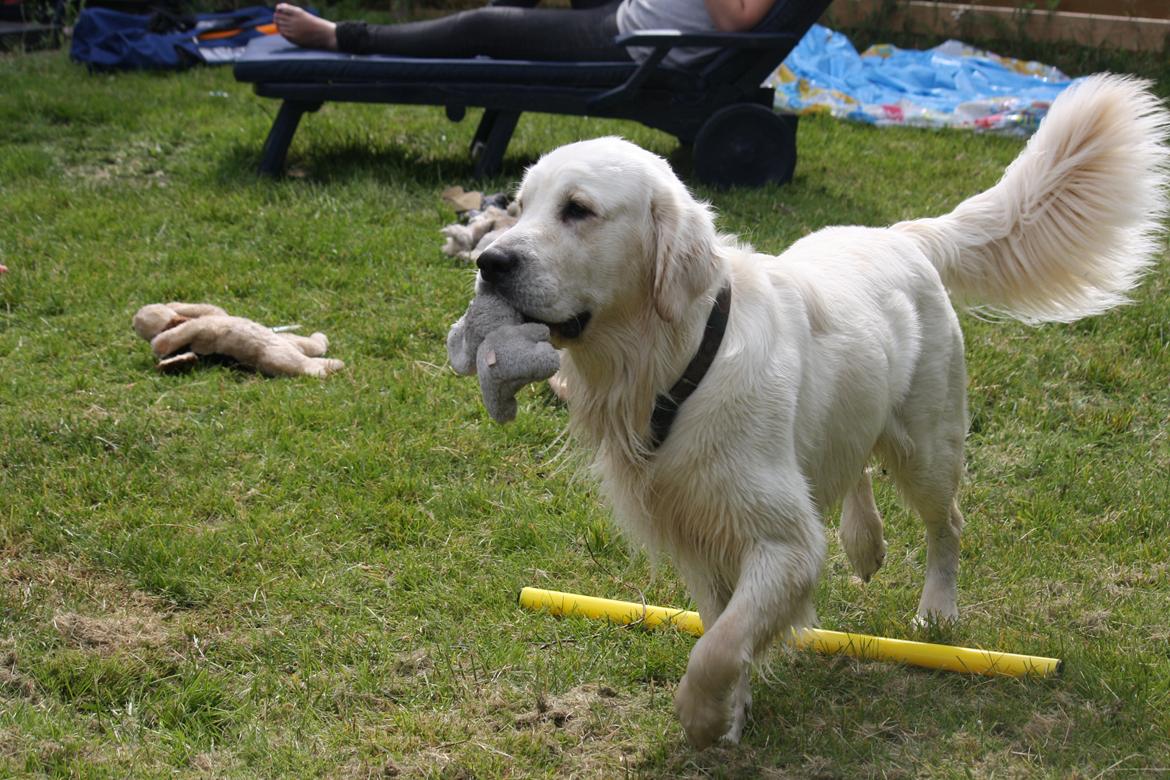 Golden retriever Rasmus billede 9