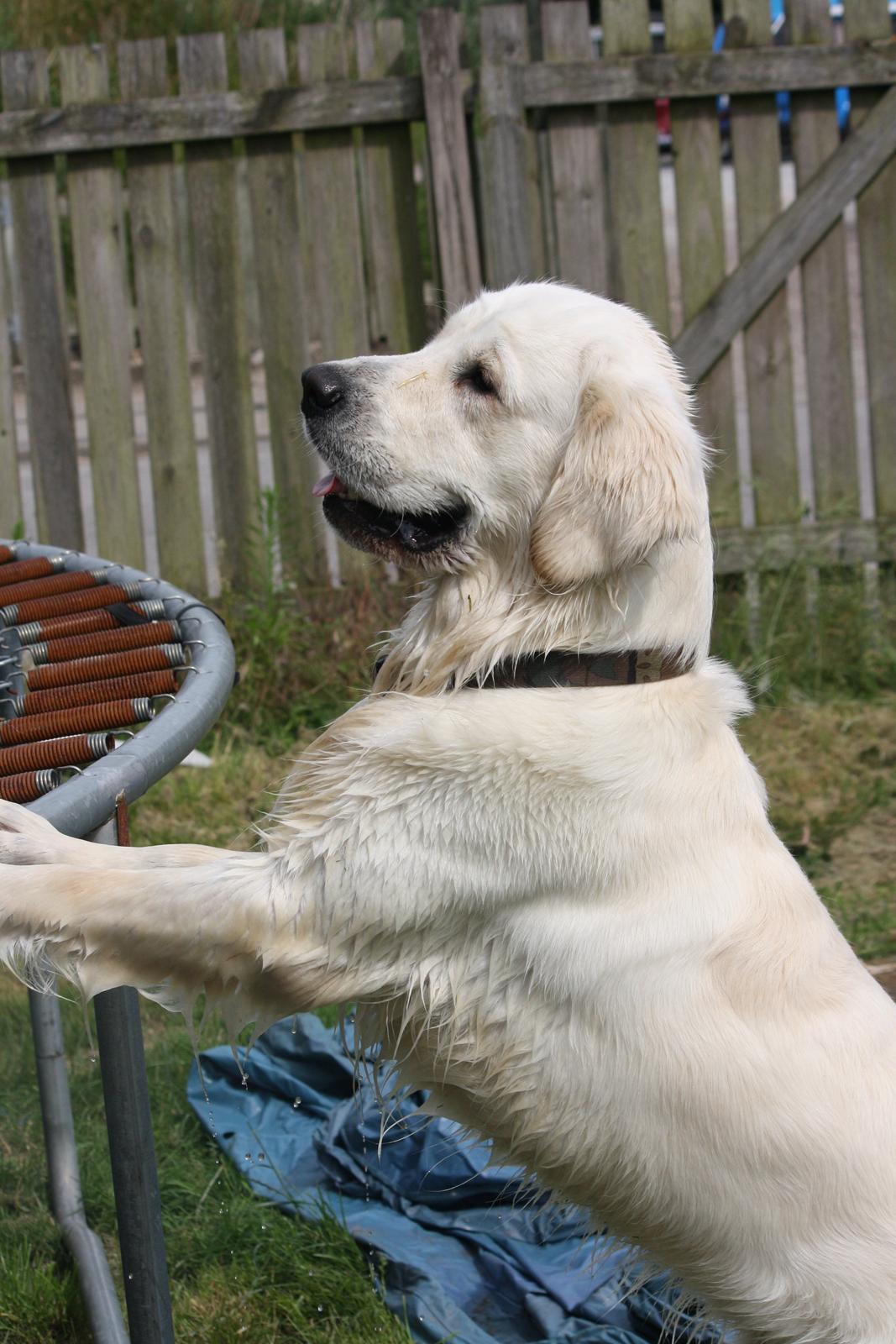 Golden retriever Rasmus billede 10