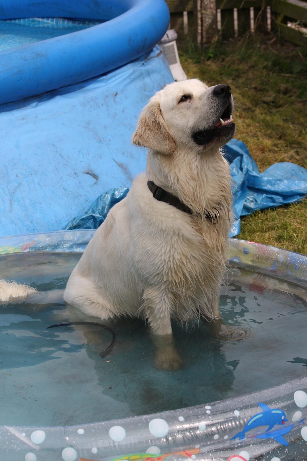 Golden retriever Rasmus billede 11