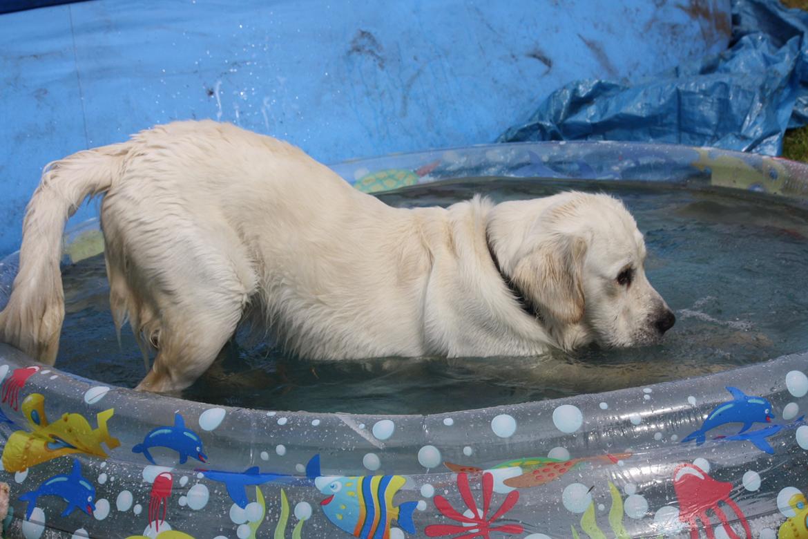 Golden retriever Rasmus billede 12