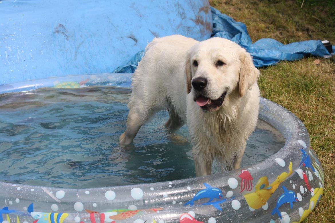 Golden retriever Rasmus billede 13