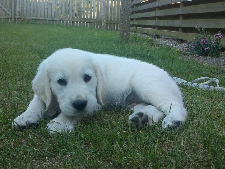 Golden retriever Rasmus billede 14