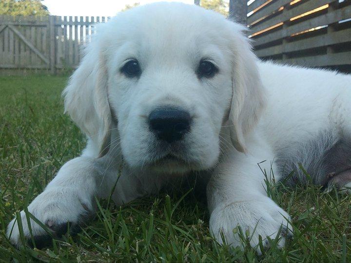Golden retriever Rasmus billede 15