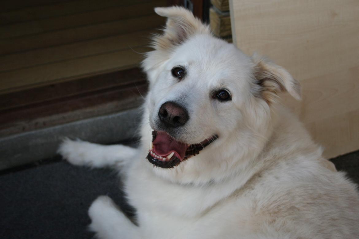 Blanding af racer Bonzo billede 19