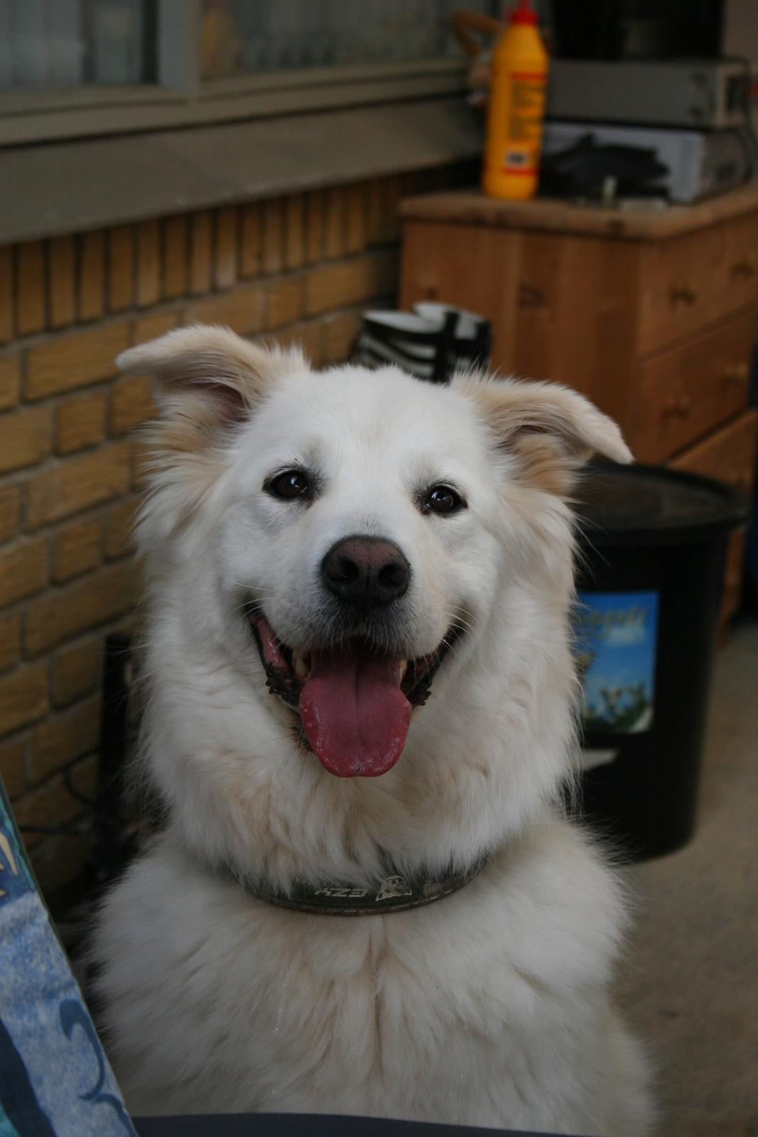 Blanding af racer Bonzo billede 1