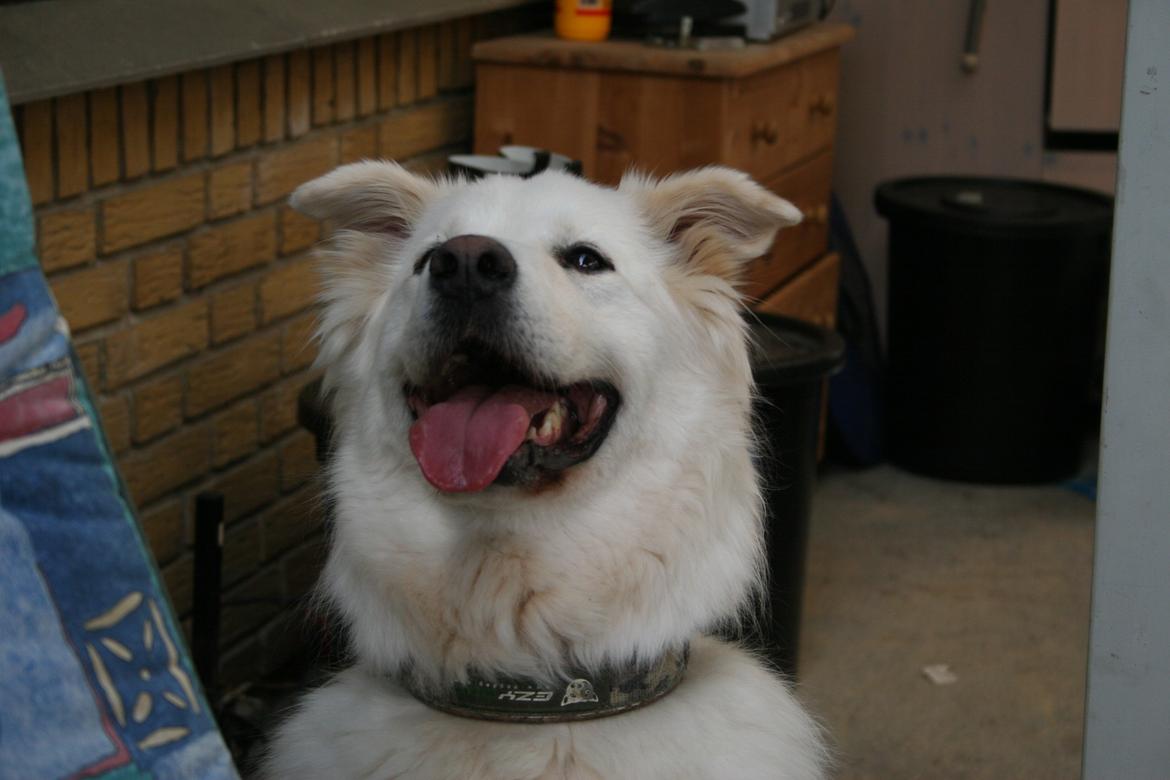 Blanding af racer Bonzo billede 20