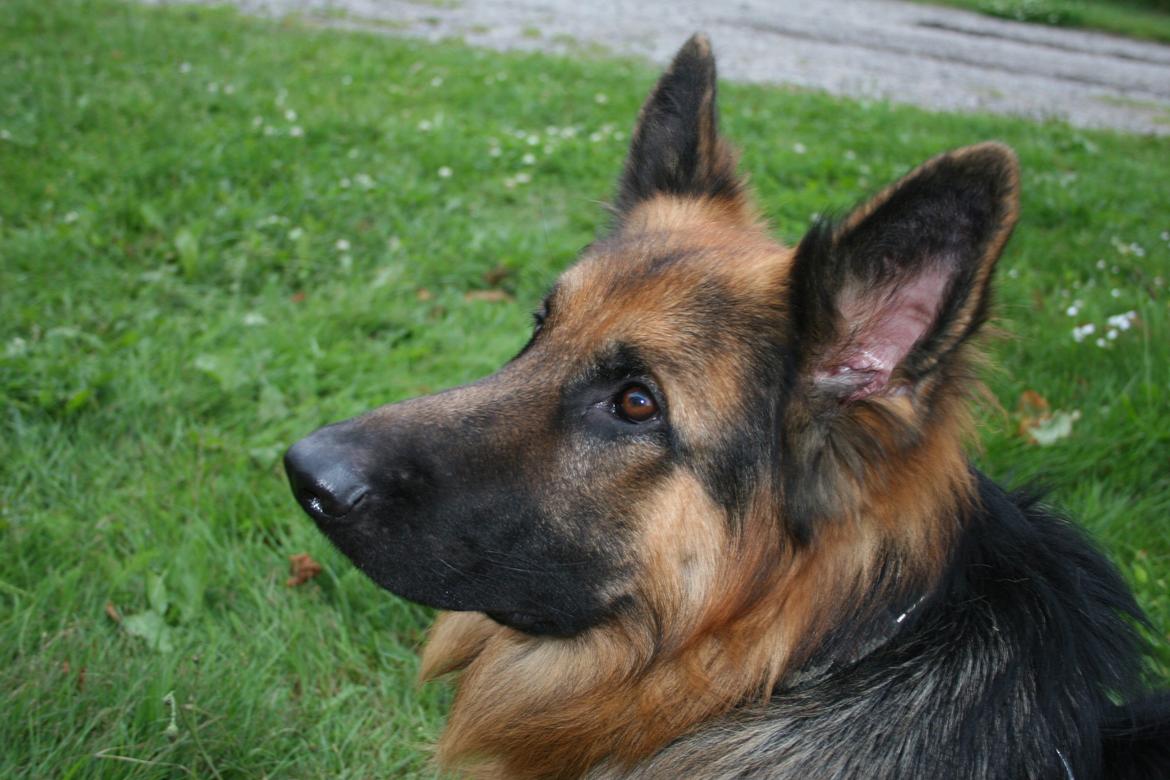 Schæferhund Diesel billede 14