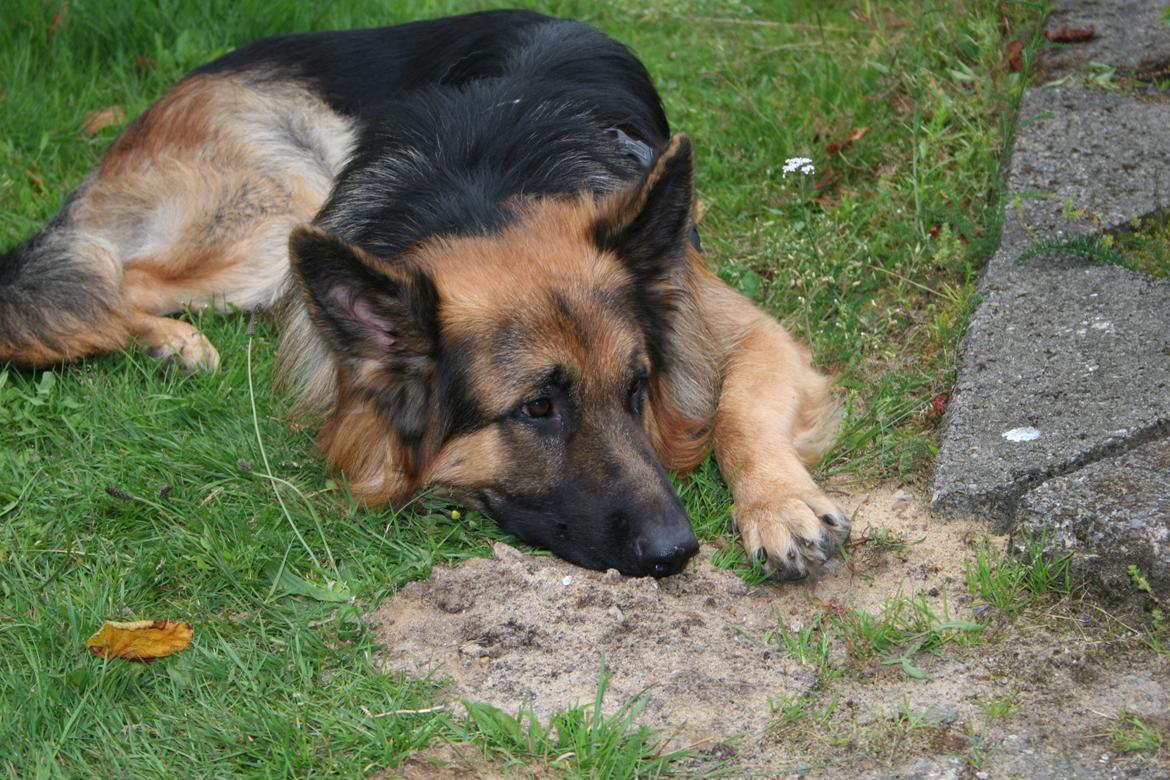 Schæferhund Diesel billede 15