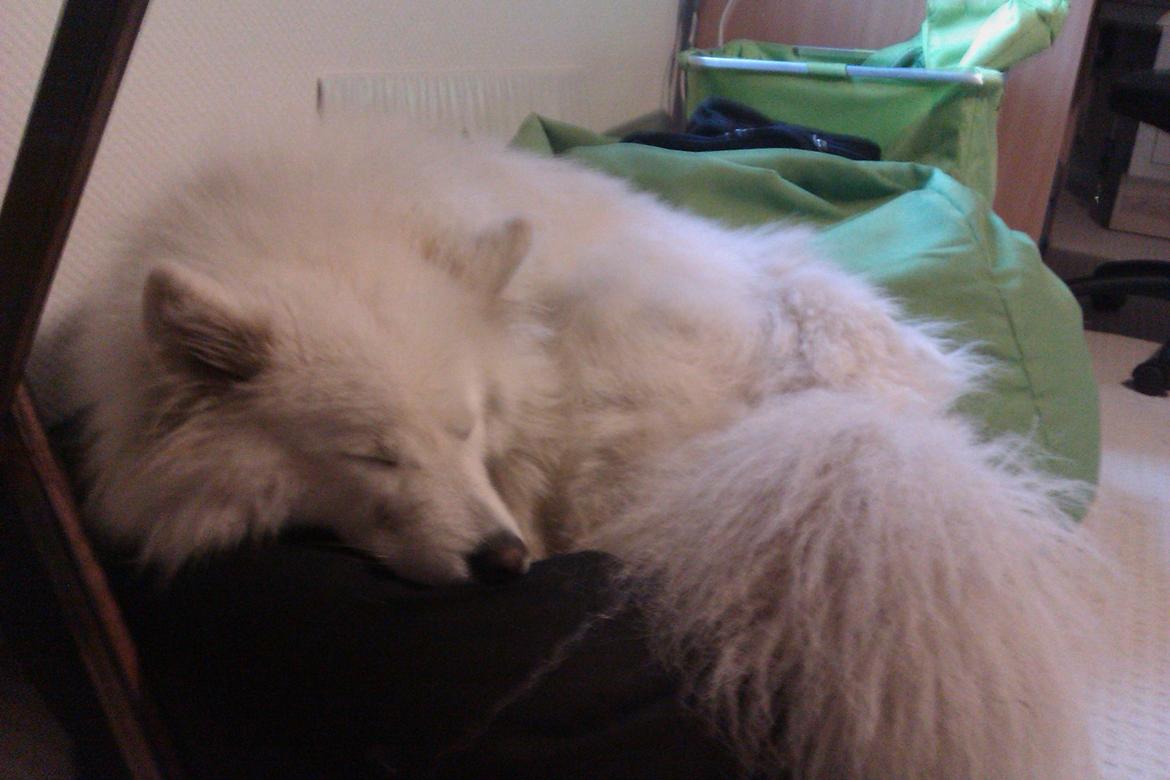 Samojedhund Laika billede 10