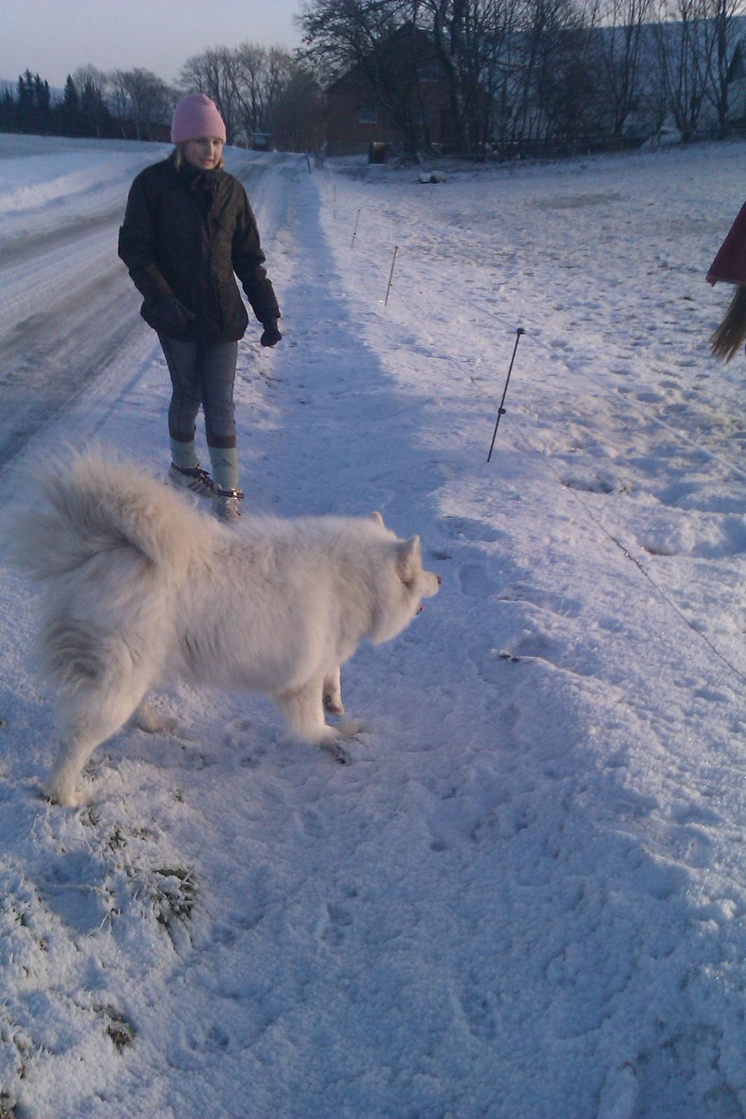 Samojedhund Laika billede 11