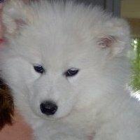 Samojedhund Laika billede 12