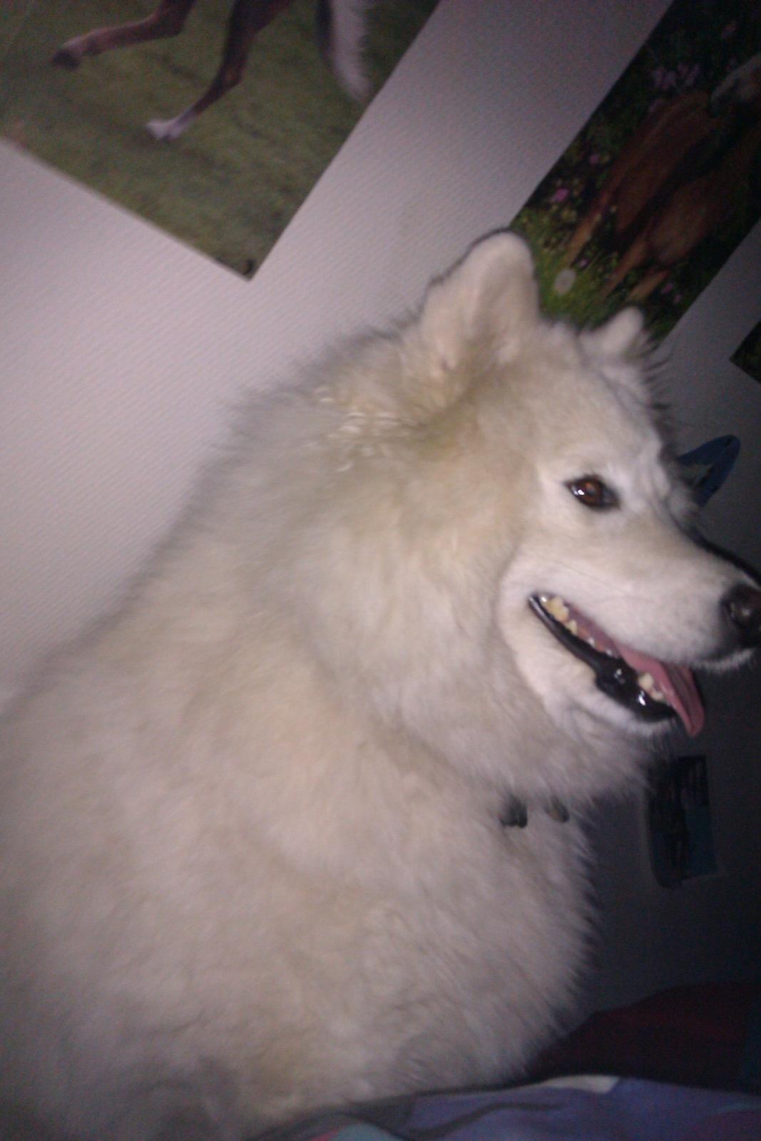 Samojedhund Laika billede 13