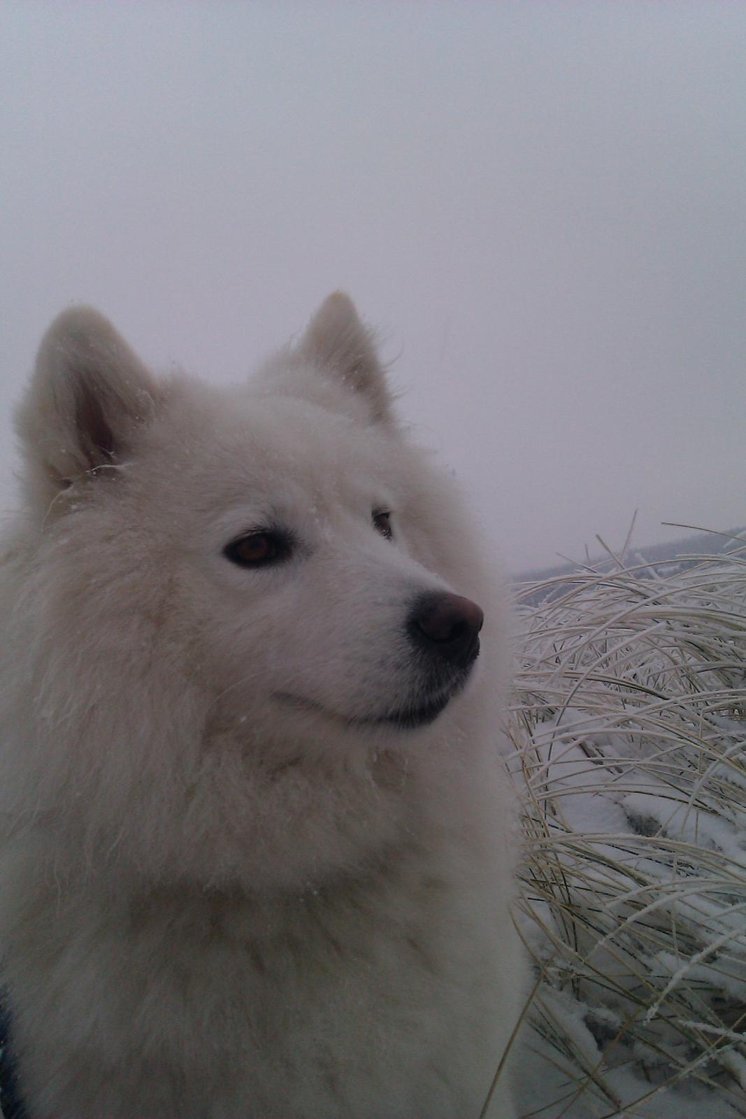 Samojedhund Laika billede 14