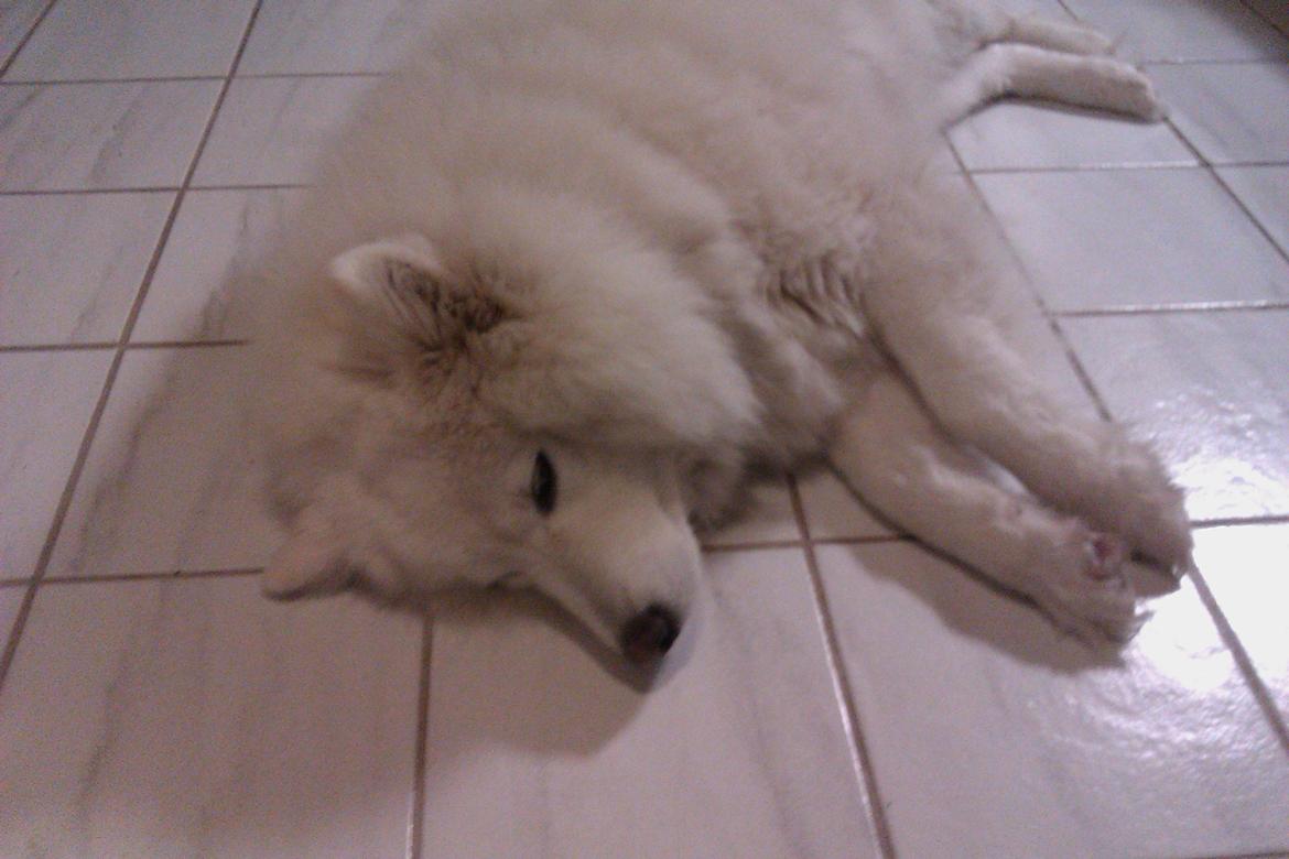 Samojedhund Laika billede 15