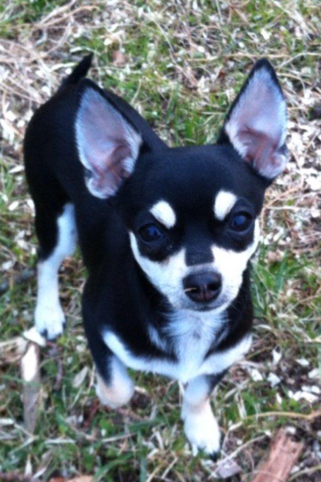 Chihuahua Gizmo billede 1