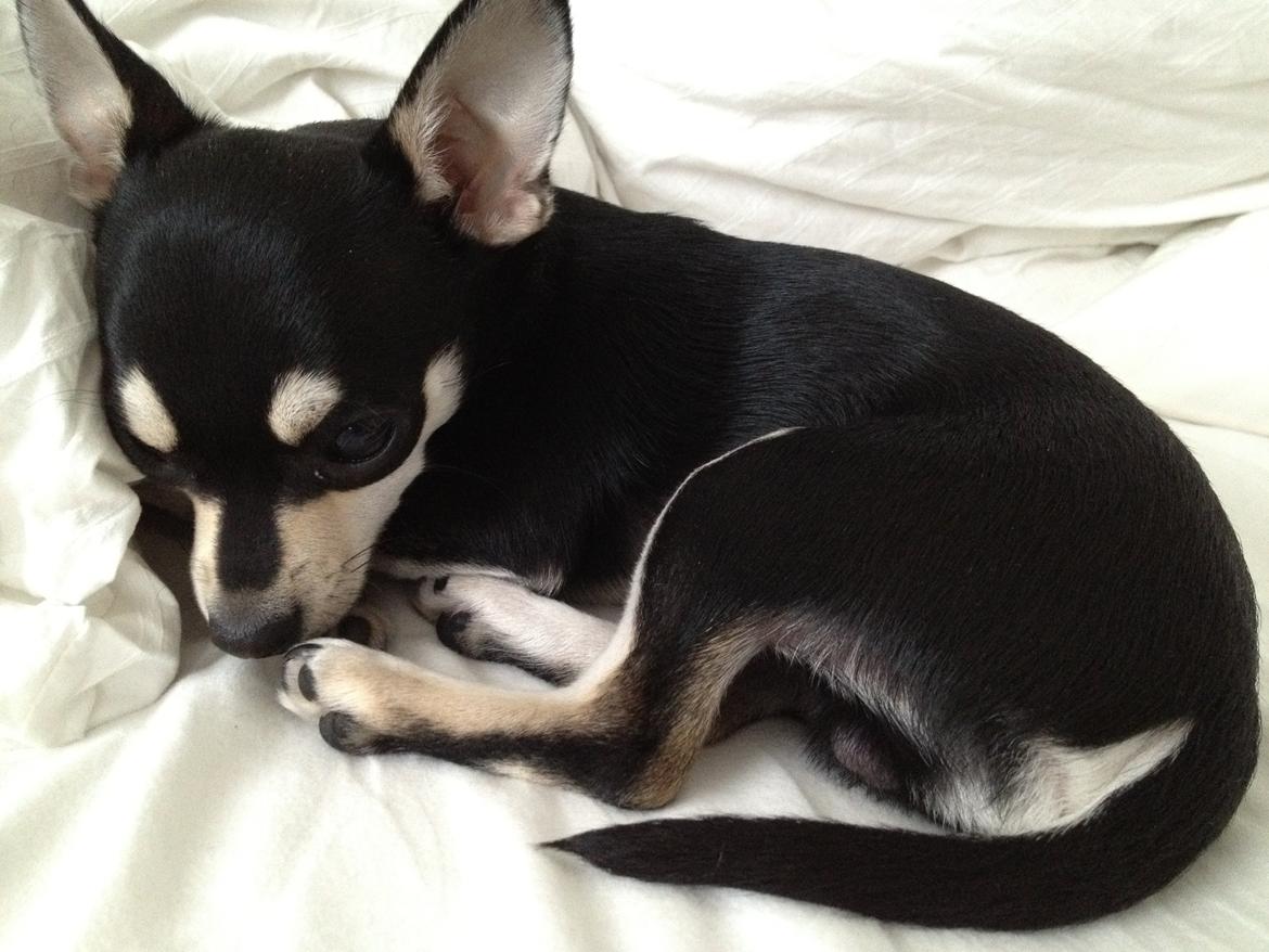 Chihuahua Gizmo billede 2