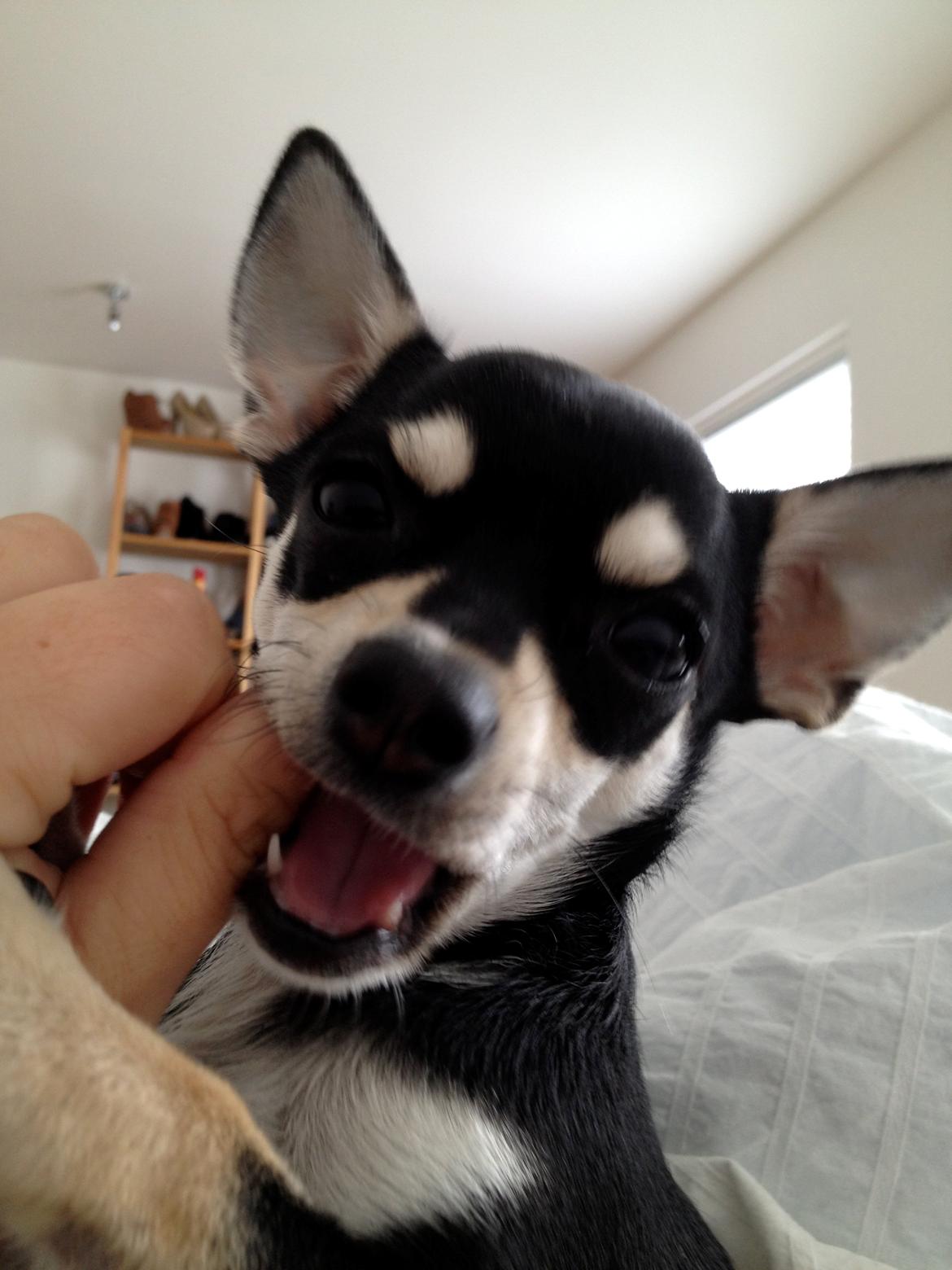 Chihuahua Gizmo billede 3