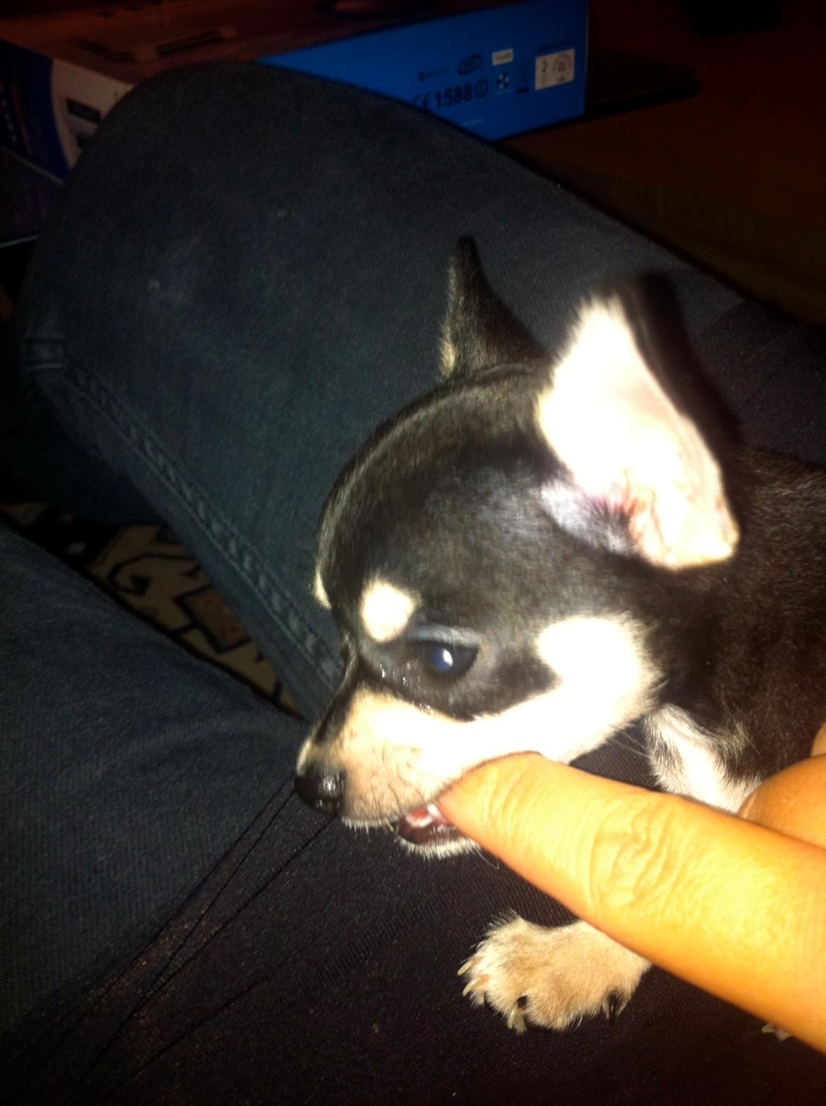 Chihuahua Gizmo billede 4