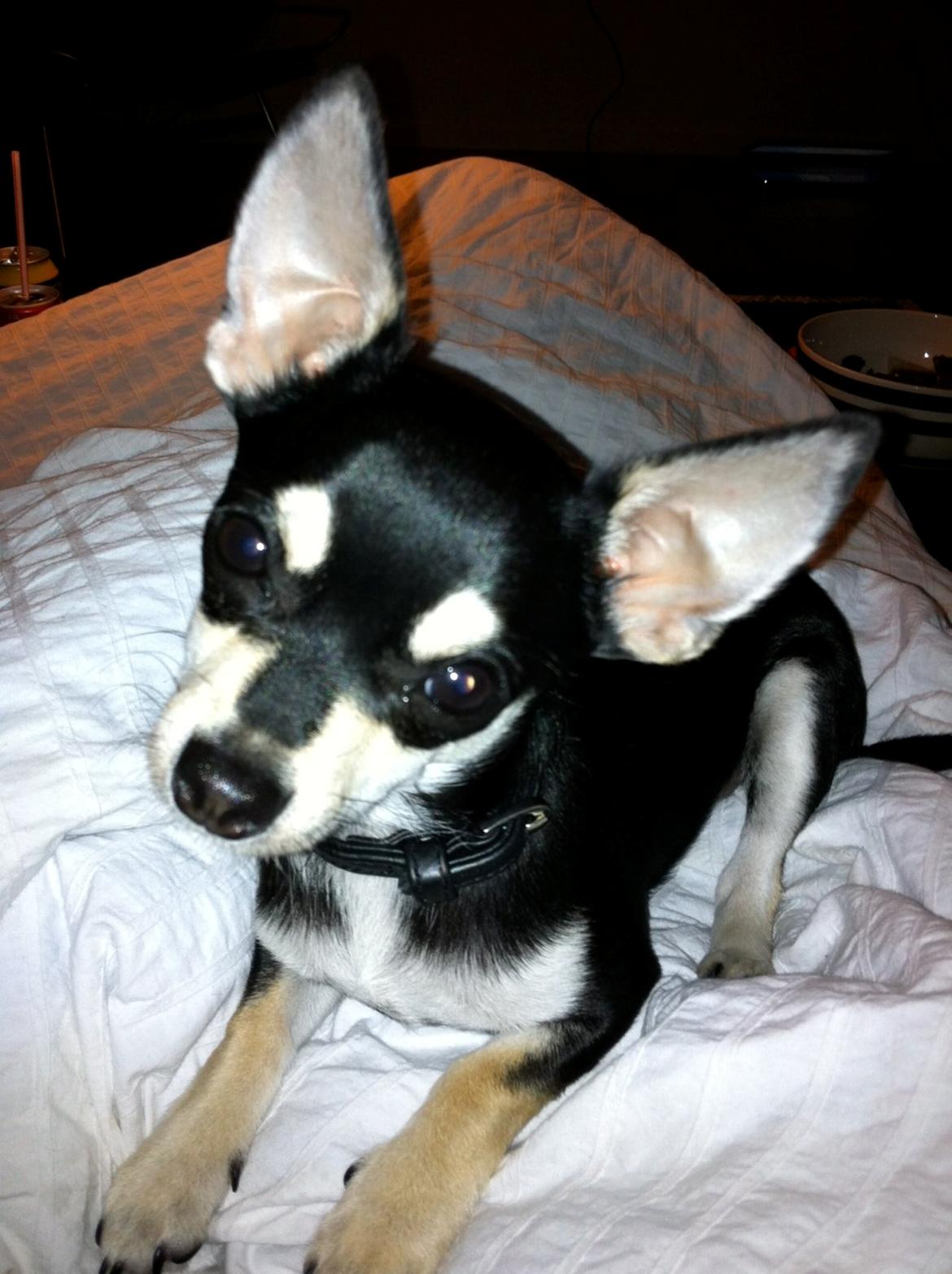 Chihuahua Gizmo billede 5