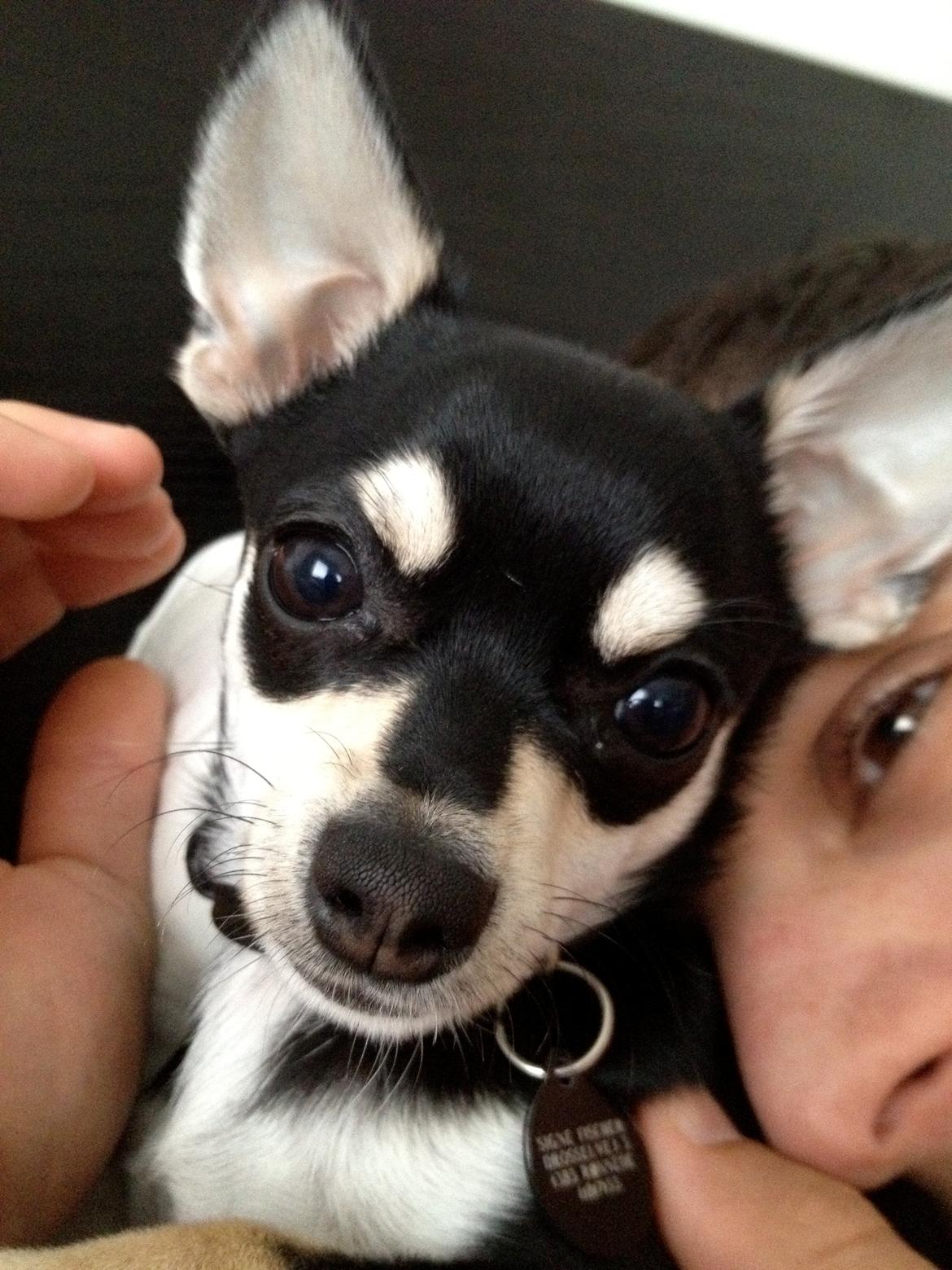 Chihuahua Gizmo billede 6