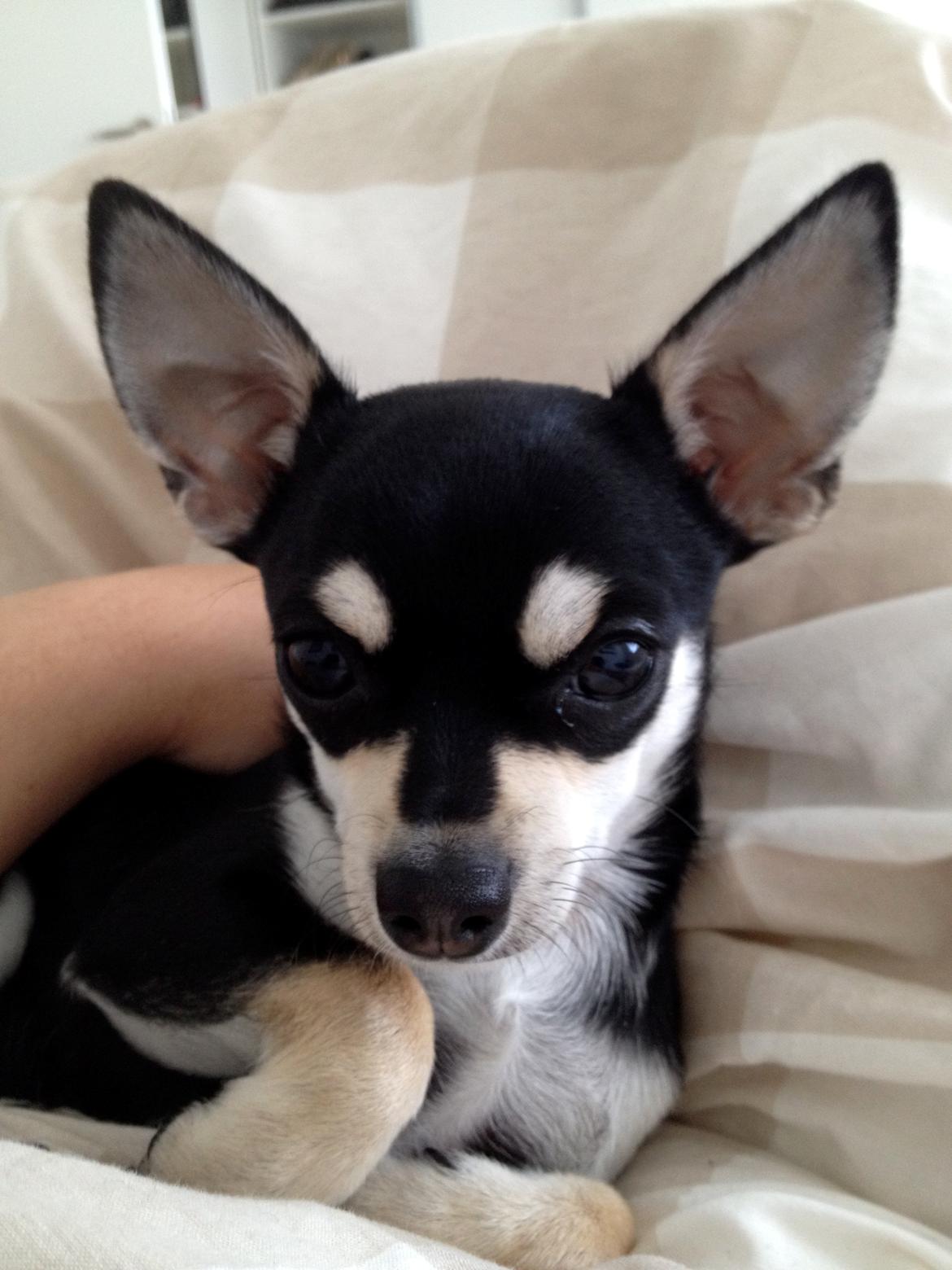 Chihuahua Gizmo billede 7