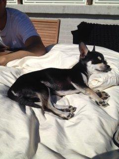 Chihuahua Gizmo billede 8