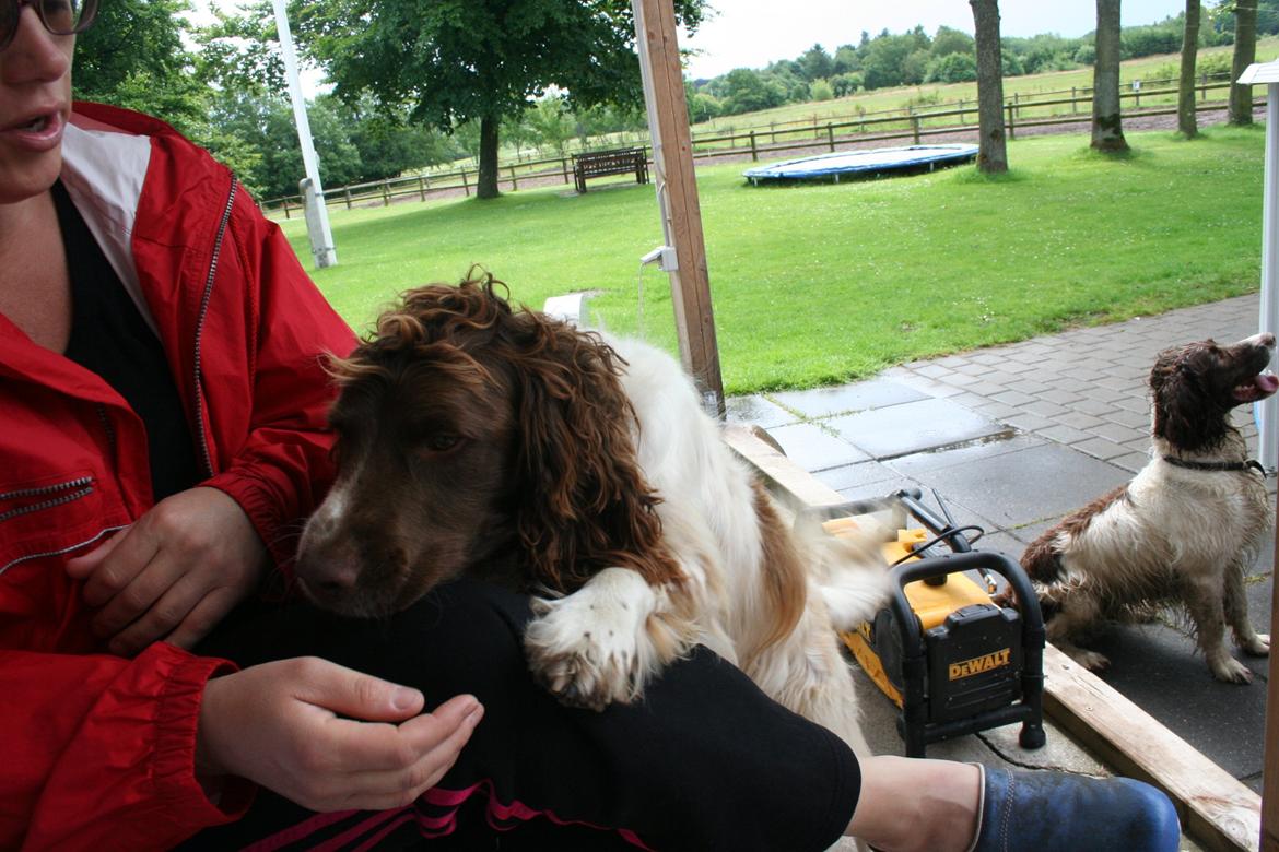 Engelsk springer spaniel Daco billede 1