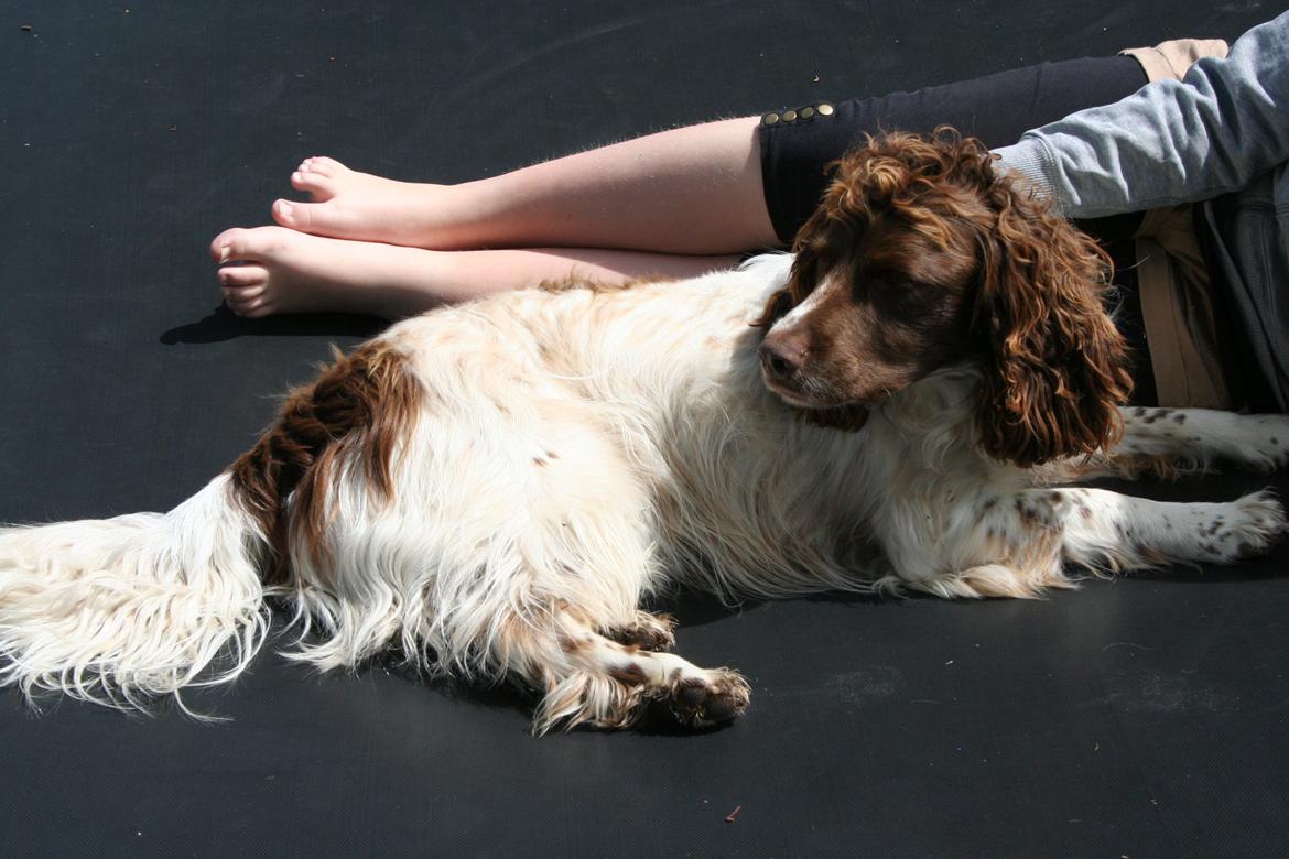 Engelsk springer spaniel Daco billede 12