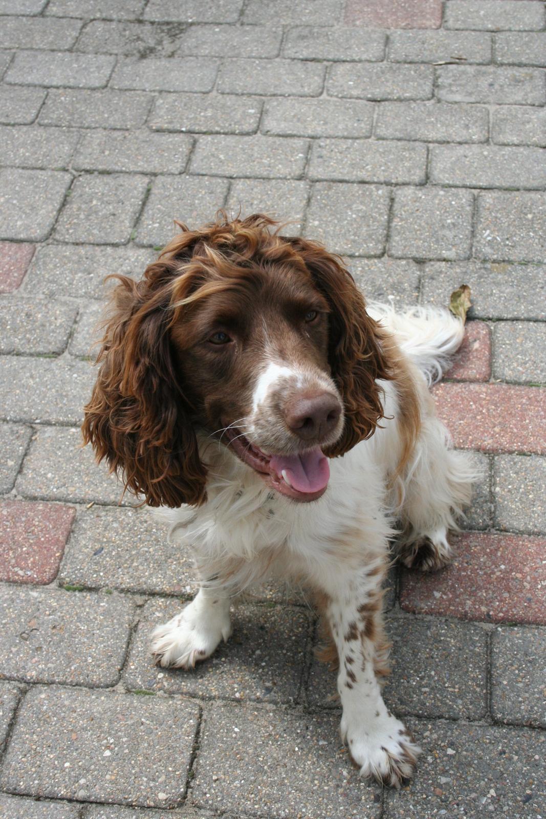 Engelsk springer spaniel Daco billede 13