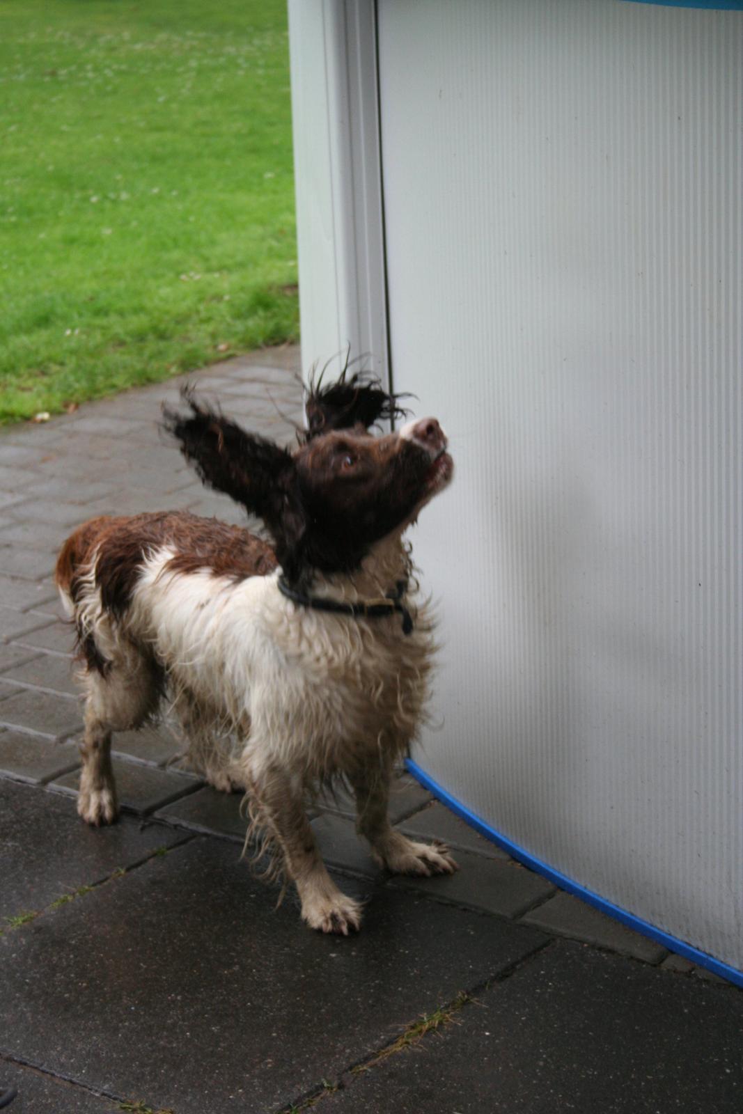 Engelsk springer spaniel Rollo billede 3